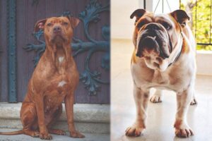 Read more about the article Olde Pit Bulldogge: полное руководство, информация, фотографии, уход и многое другое!