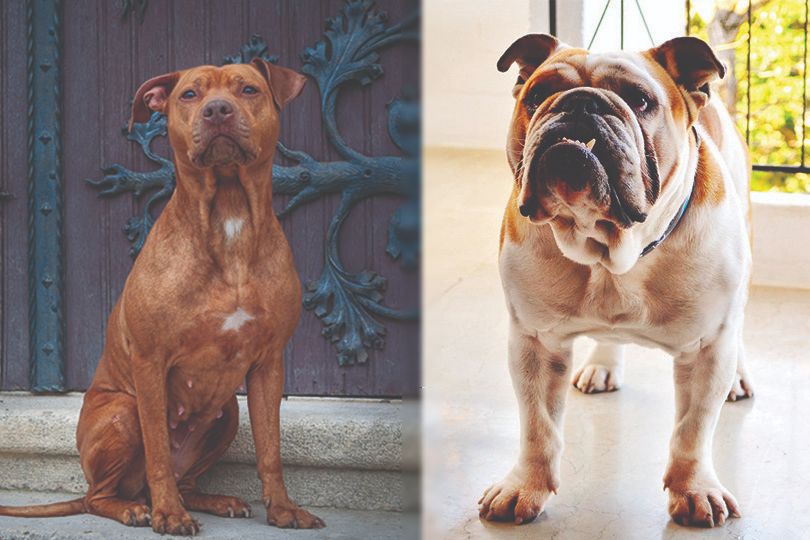 You are currently viewing Olde Pit Bulldogge: полное руководство, информация, фотографии, уход и многое другое!