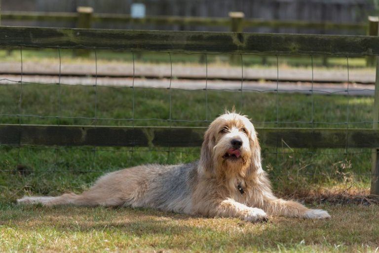 Фотография Otterhound_Shutterstock_Lourdes