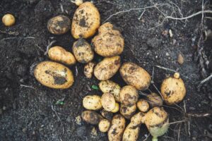 Read more about the article Можно ли курам картошку?  Что тебе нужно знать!
