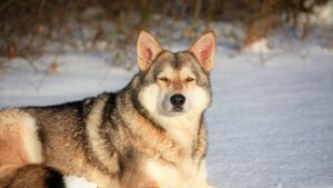 Read more about the article Полное руководство Saarloos Wolfdog: информация о породе, фотографии, черты и многое другое!