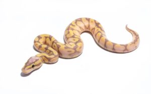 Read more about the article Scaleless Ball Python Morph: фотографии, факты и руководство по уходу