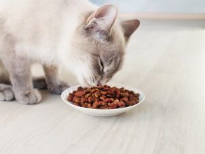 Read more about the article Как не допустить попадания муравьев в пищу вашей кошки (10 проверенных методов)