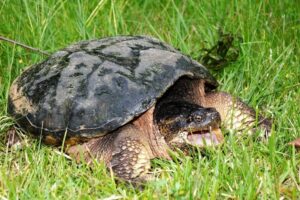 Read more about the article Что едят каймановые черепахи в дикой природе и в качестве домашних животных?