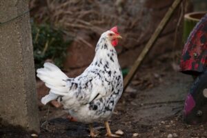 Read more about the article Splash Orpington Chicken: факты, продолжительность жизни, руководство по поведению и уходу (с иллюстрациями)