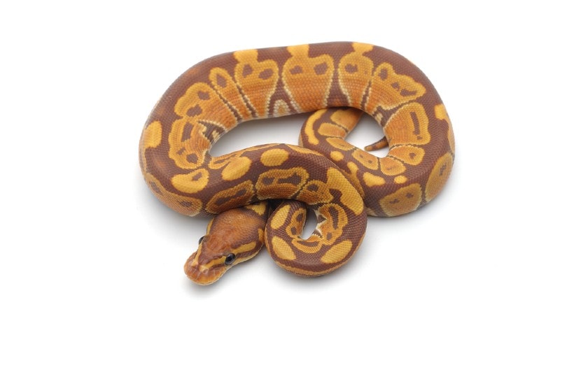 You are currently viewing Sunset Ball Python Morph: факты, информация и руководство по уходу (с иллюстрациями)