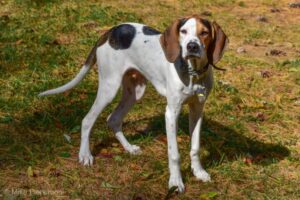 Read more about the article Treeing Walker Coonhound: фотографии, особенности, уход и многое другое!