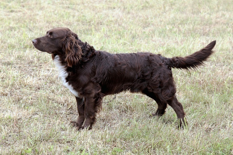 You are currently viewing Немецкий спаниель (Deutscher Wachtelhund): руководство по породе, информация, фотографии, уход и многое другое!