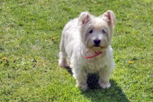 Read more about the article Weston (Coton de Tulear & Westie Mix): фотографии, руководство, информация, уход и многое другое!