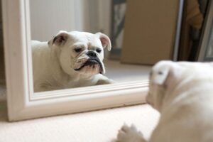 Read more about the article Понимают ли собаки зеркала и их отражение?  Удивительный ответ!