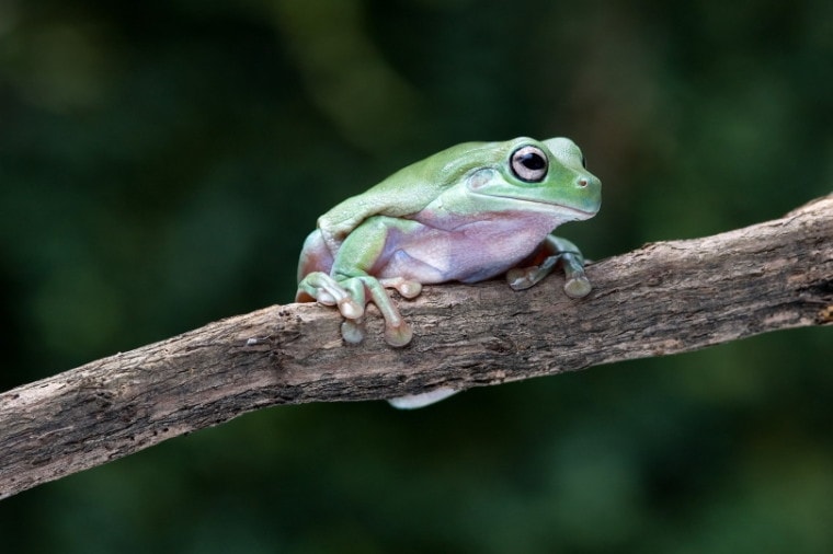 белая древесная лягушка_Frank B Yuwono_Shutterstock