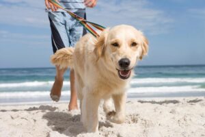 Read more about the article 4 лучших пляжа для собак в Уилмингтоне, Северная Каролина, 2023 г.: места для прогулок без поводка и на поводке