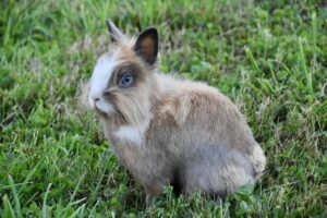 Read more about the article Как предотвратить появление комков шерсти у кроликов и избавиться от них (советы экспертов)