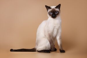 Read more about the article 12 лучших пород кошек для начинающих владельцев кошек (с картинками)