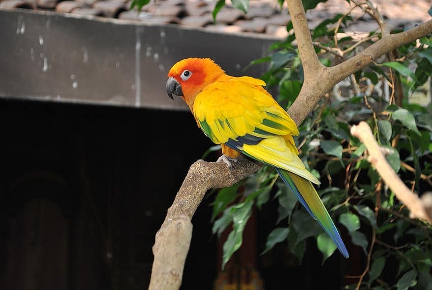 You are currently viewing 15 видов попугаев Conure, которых можно держать в качестве домашних животных (с иллюстрациями)