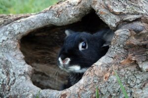 Read more about the article Кролик черная выдра-рекс: факты, фотографии, руководство по поведению и уходу