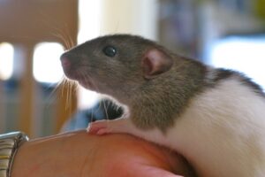 Read more about the article Как подружиться с домашней крысой: 8 эффективных способов