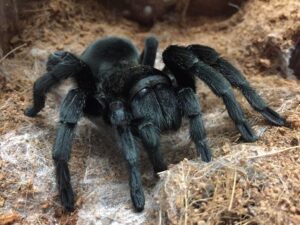 Read more about the article Как долго можно оставлять тарантула дома одного?  Объяснение, одобренное ветеринаром!