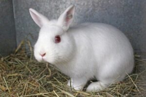 Read more about the article Британский миниатюрный кролик: факты, продолжительность жизни, поведение и уход (с иллюстрациями)