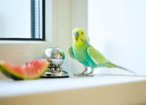 Read more about the article 13 типов окрасов волнистых попугайчиков, разновидностей и мутаций (с иллюстрациями)