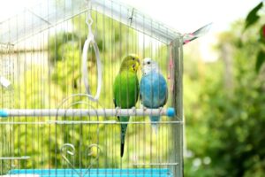 Read more about the article Как выбрать правильный размер клетки для волнистых попугайчиков