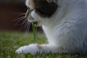 Read more about the article Почему кошки едят траву?  (4 причины такого поведения)