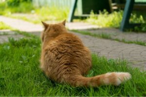 Read more about the article Есть ли у кошек кости в хвостах?  Факты и часто задаваемые вопросы