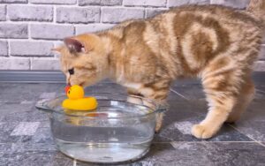 Read more about the article Почему моя кошка кладет игрушки в миску с водой?  (10 вероятных причин)