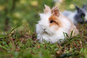Read more about the article Информация о породе львиноголового кролика: фотографии, особенности, факты