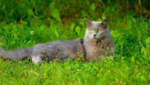 Read more about the article Информация о шартрезских кошках: характеристики, фотографии и факты