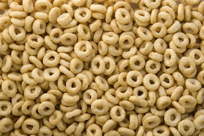 You are currently viewing Можно ли шиншиллам есть Cheerios?  Что тебе нужно знать!