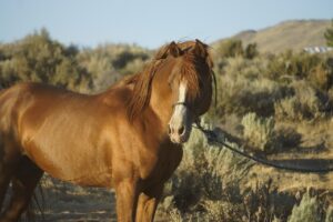 Read more about the article 10 лучших пород лошадей для начинающих владельцев и всадников (с картинками)
