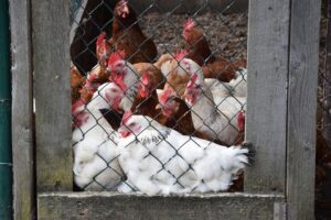 Read more about the article Как приучить цыплят возвращаться в курятник: 4 совета эксперта