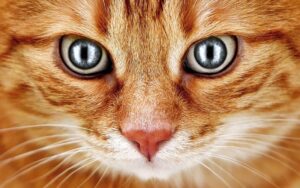 Read more about the article 11 увлекательных фактов о глазах вашей кошки (вы никогда не знали)