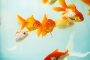 Read more about the article Аммиак и золотые рыбки: что нужно знать!