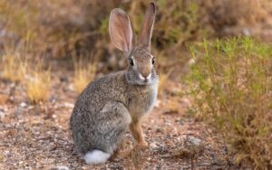 Read more about the article Пустынный кролик: факты, продолжительность жизни, поведение и уход (с иллюстрациями)