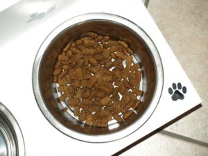 Read more about the article Можно ли хомякам есть корм для собак?  Что тебе нужно знать!