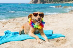 Read more about the article 10 лучших пляжей для собак в Перте, Австралия