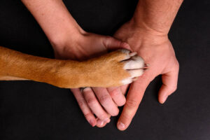 Read more about the article Покрывает ли страховка домашних животных дисплазию тазобедренного сустава?  Это стандарт?