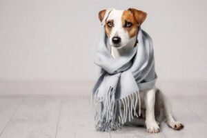 Read more about the article 6 громовых рубашек для собак своими руками, которые вы можете сделать дома сегодня (с иллюстрациями)