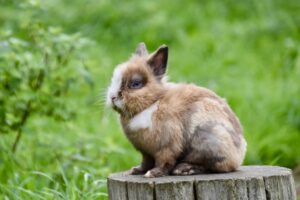 Read more about the article Сколько живут карликовые кролики?  Средняя продолжительность жизни, данные и уход