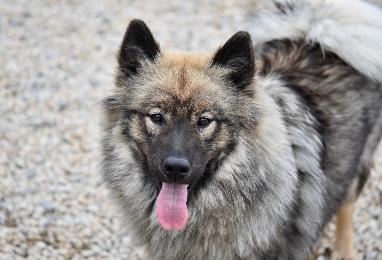 You are currently viewing Eurasier: руководство по породе, информация, фотографии, уход и многое другое!