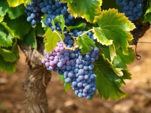 Read more about the article Можно ли уткам есть виноград?  Что тебе нужно знать!