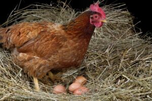 Read more about the article Почему куры несут неоплодотворенные яйца?