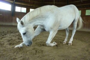 Read more about the article Как легко научить лошадь кланяться — безопасное и простое руководство!