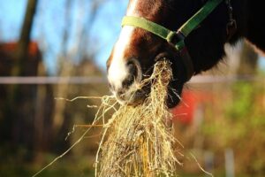 Read more about the article 13 самодельных кормушек для лошадей, которые вы можете сделать уже сегодня (с иллюстрациями)