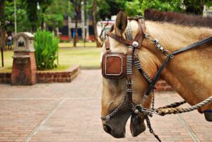 Read more about the article Почему люди закрывают лошади глаза?  3 причины почему