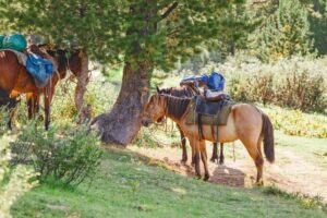 Read more about the article Какой вес может безопасно нести лошадь?
