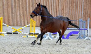 Read more about the article Как научить лошадь делать выпады: 7 шагов!