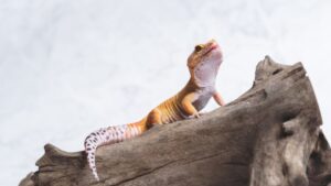 Read more about the article Сколько стоят леопардовые гекконы в PetSmart?  (Руководство по ценам на 2023 г.)